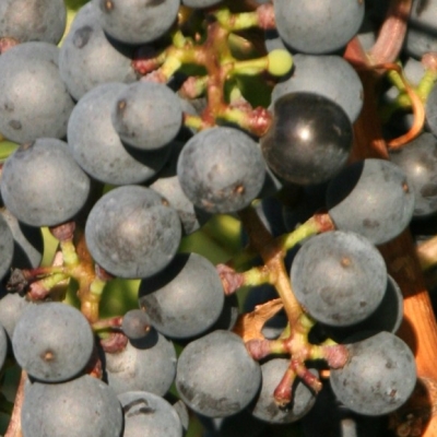 Cabernet Dorsa (C) Weinsberg 20060908